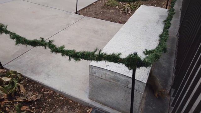 Салт Лейк Сити. Мормоны. Пицца.