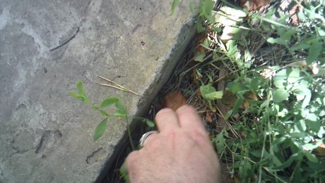 Продолжение прополки края бетонной дорожки