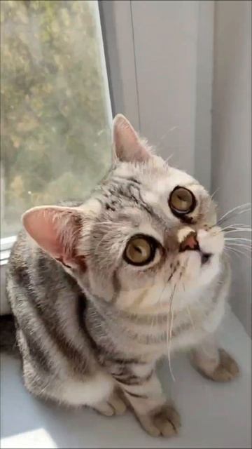 Клава (анекдот)