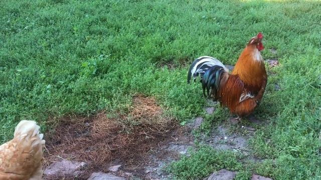 🍃481🍃Во дворе в жаркий день 🌿 🐓 🌿 🐕 🌿 🐓