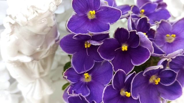 Фиалка АВ-Контрольный Выстрел