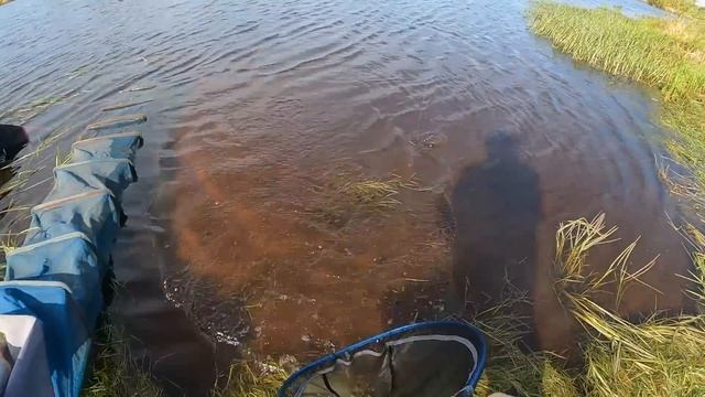 ЖОР ОГРОМНОГО ЯЗЯ! Рыбалка на Березине. Как словить яз? смотреть онлайн