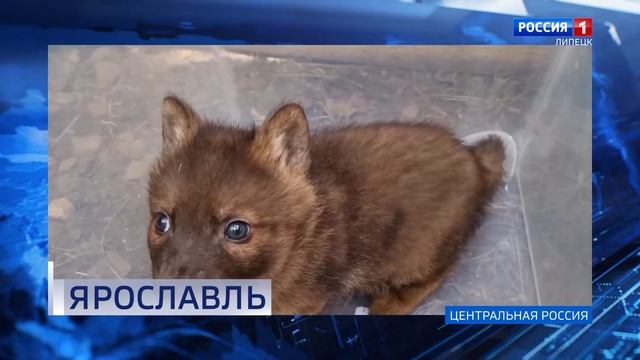 Вести Центральной России от 21 апреля 2025 года