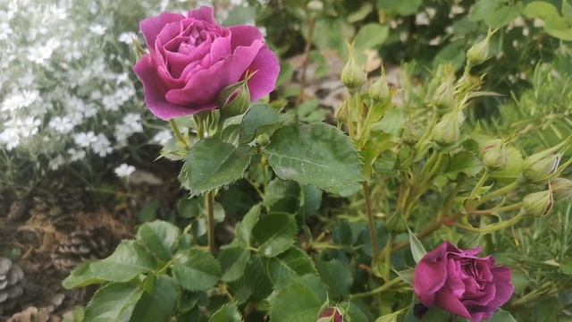 Роза Минерва