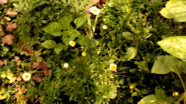 УТРО,завтракаем показываем наши цветочкиMorning, breakfast show our flowers смотреть онлайн