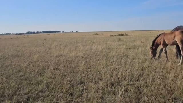 Табунное коневодство Большой обзор. | Herd horse breeding big review. смотреть онлайн