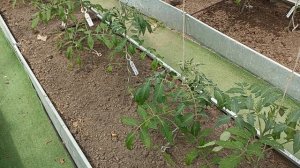 Вянут макушки у томатов, что делать???