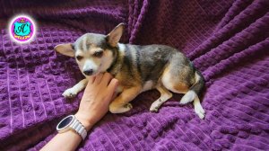 #Абхазия! Сухум. Каштак. Гостевой Дом "АлиСер".❤🌹Зеленая алыча для асыдзбал! (алычовый соус).