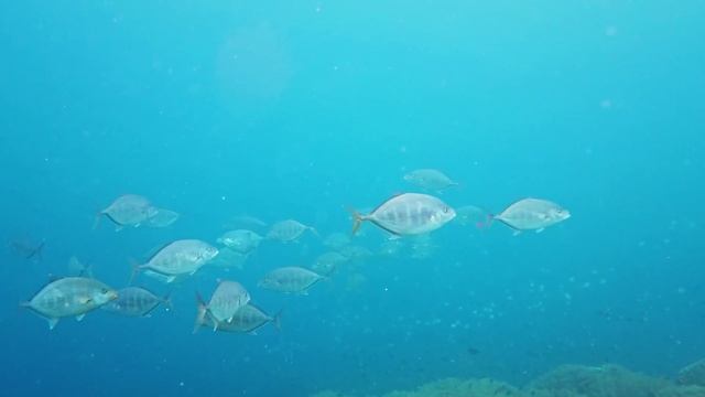 Очаровательные существа океана