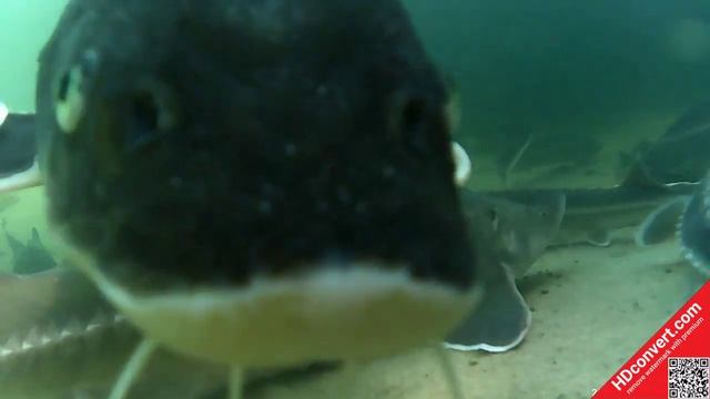 И снова подводная камера!! смотреть онлайн