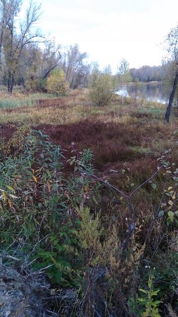Если бы я умела рисовать. Нарисовала бы такую красоту смотреть онлайн