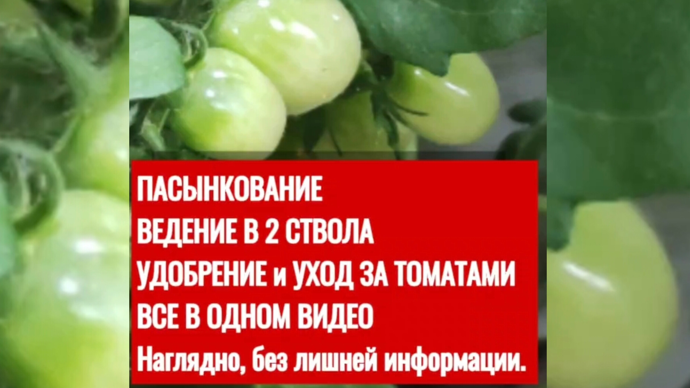Как пасынковать томаты, как вести в два ствола, наглядно и понятно обьясняю смотреть онлайн