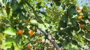 Абрикос Робада. Apricot Robada. Супер врожайність! Супер това