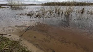 Паводок на Оби 2025. Сургут. Нептун. 26.05.25.