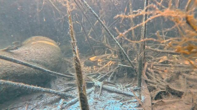 Опустил камеру на дно ручья и заснял кто там живёт. НЕВ смотреть онлайн