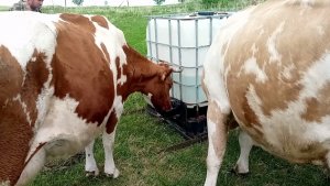 Привезли еврокуб на пастбище/Посадили картошку