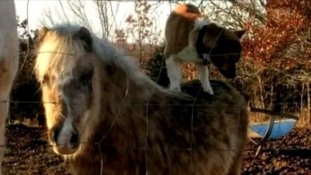 Женщина установила камеру на ферме, то что она увидела