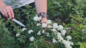 Как и когда обрЕзать спирею Вангутта для пышного цветения?