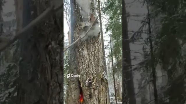 ОХОТА НА КУНИЦУ ВЫКУРИЛ КУНИЦУ ИЗ ДУПЛА