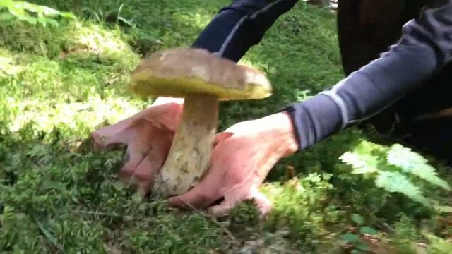 Далеко в горах . смотреть онлайн