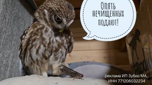 Обзор подарочков и распаковка еды для сов от T-RexFood. Диете конец, налетай на саранчу!