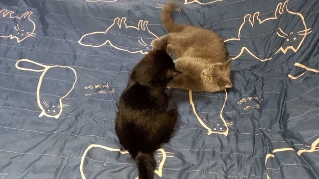 Это попало в кадр! Кошки развлекаются!/ It got into the frame! Cats are having fun! #котики #cats смотреть онлайн