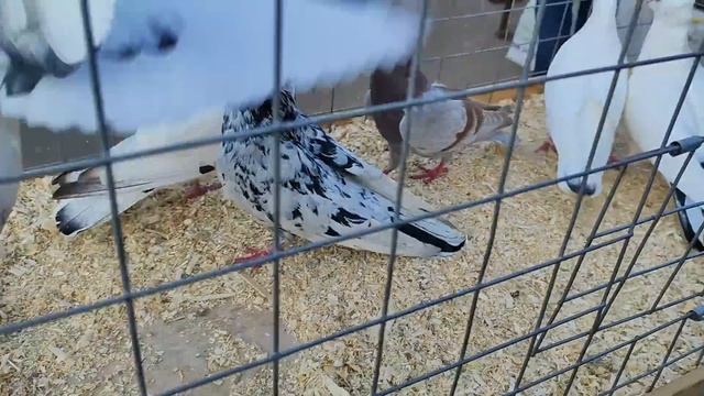 27.04.2025г ст. Бронницы ч. 1 👍👍👍