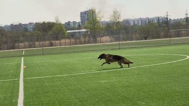 2 Отл. СС Pacific Rim DIVOLI +++ №45 / КЧК ХАБАРОВСК 11 мая`25 Е.Шайхудинов Моно немецких овчарок