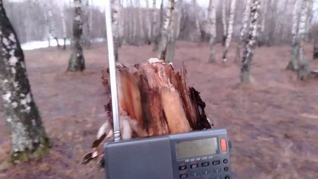 XHDATA D-808. ТРОЙКА И АКТИВНАЯ СОРОКОВКА.