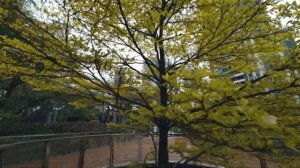 Как DJI Osmo Mobile 7 влияет на съёмку видео. Плюсы и минусы. П?