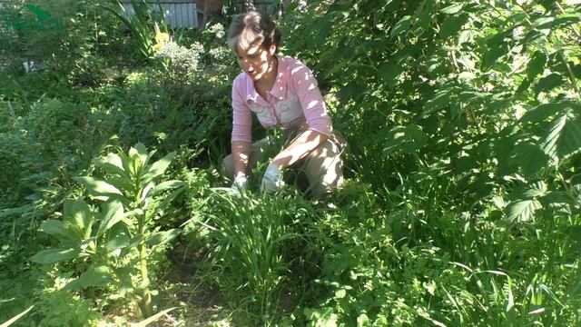 СИДЕРАТЫ. Обзор нескольких видов - 7 дач