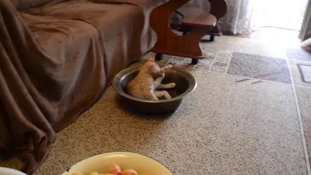 Кот Рыжик помогает мыть и перебирать абрикосы