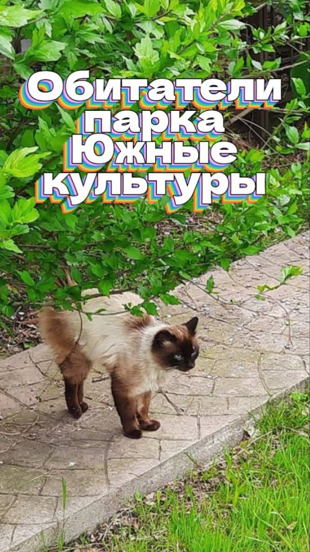 Обитатели парка Южные культуры смотреть онлайн