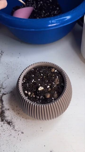 Пересадка хавортии Купера #домашниерастения #домашни?