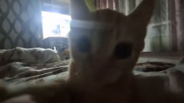 вот эта морда протокольная, сожрало пять пряников из х