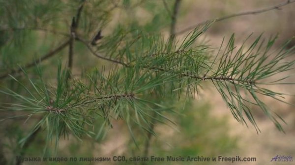 Поля под такой музыкой заставляют забыть про время - Bout De Toi -- Anemone -- Live at WFMU for Soph