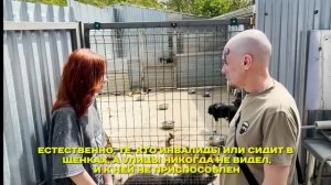 5 миллионов в приют Краснодог. Витус и ТТР помогли животным.