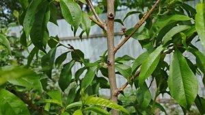 Персик Золотая Москва первые плоды