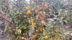 Почему опадают молодые плоды хурмы. Хурма гора Говерл?