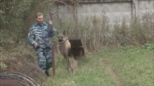 Служебные собаки