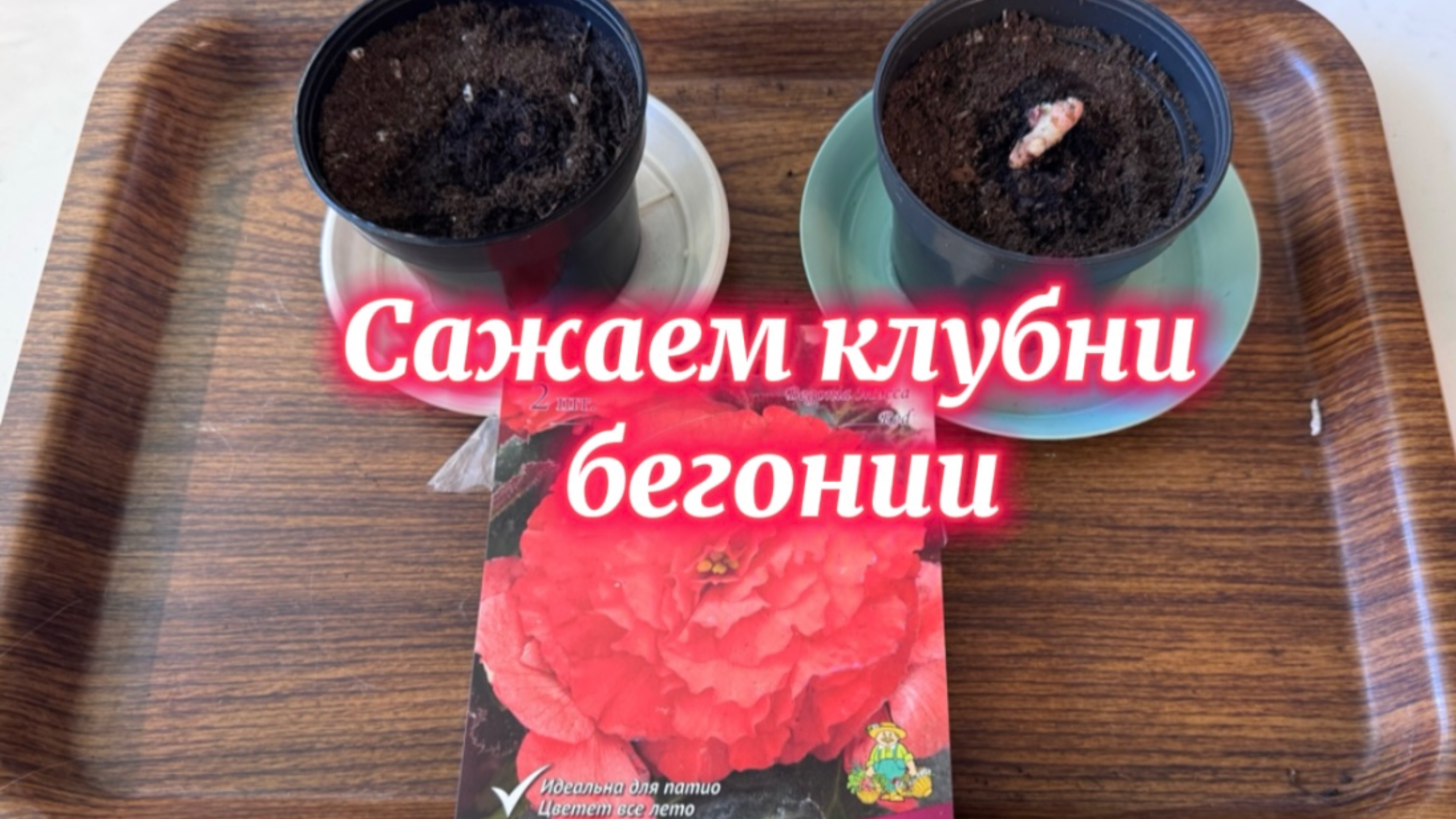 Как посадить клубневую бегонию…