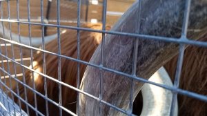 Московский зоопарк. Огромный бык хайленд,такой красавец! Сила, мощь!