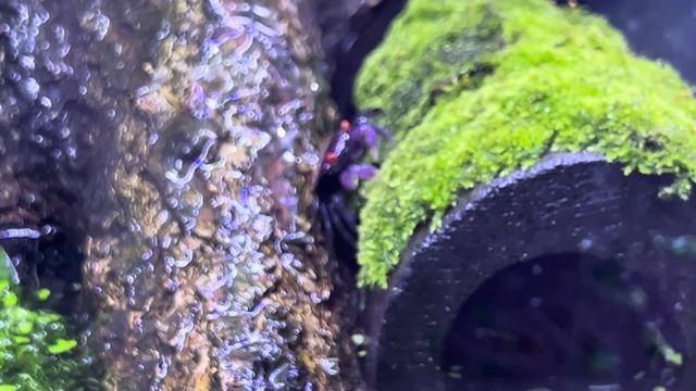 Наши новые питомцы 😈 Краб-вампир