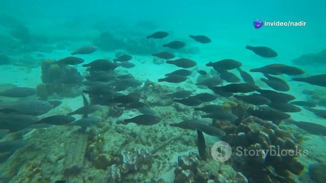 Мировые океаны. Панталасса, Тетис, Тихий,Атлантически?