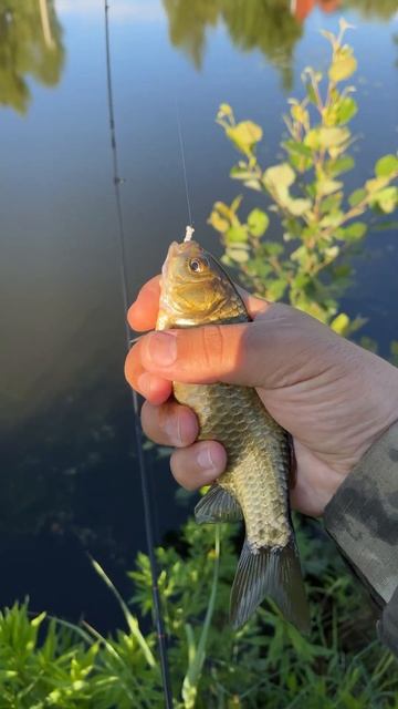 Снова мормышинг на карасином пруду. Карасик на мотыля Minoga. Atarashii не подводит на вываживании. смотреть онлайн