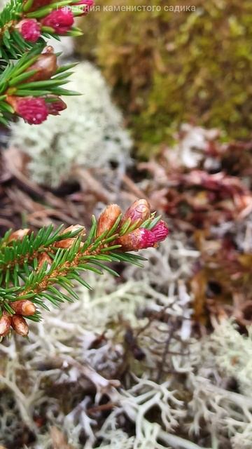 Ель обыкновенная Пунахилкка (Picea abies Punahilkka). смотреть онлайн