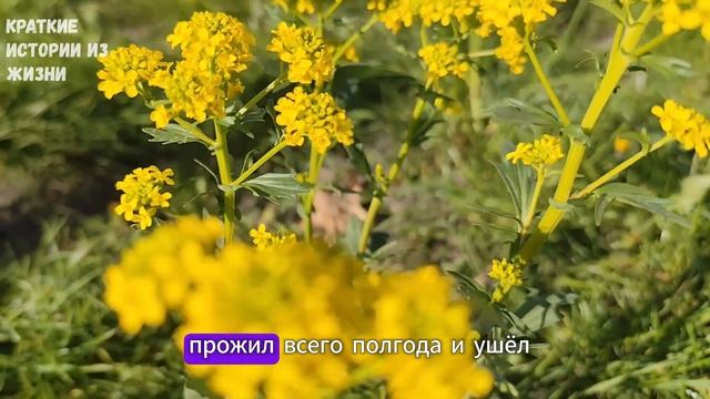 Жена сбежала из роддома, оставив ребёнка и записку. Му? смотреть онлайн