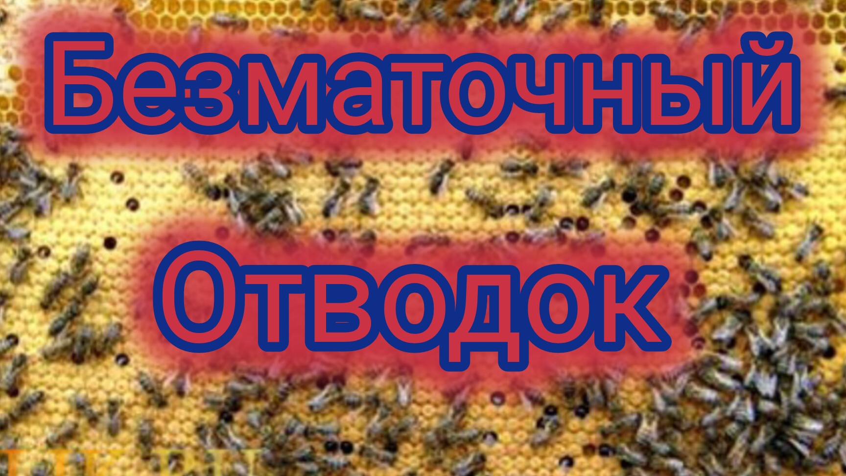 Безматочный отводок.Что с ним делать? смотреть онлайн