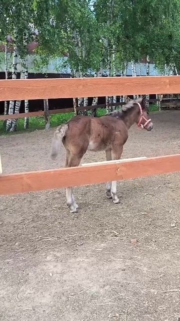 Лошадки смотреть онлайн