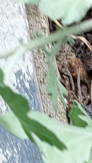 Паук-волк у нас во дворе